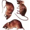 3D Ratten Fenster Sticker 2 3D Ratten Fenster Sticker -Karneval Universe Geschaft 3d ratten fenster sticker halloween deko 3d rats window sticker 37804 01