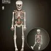 Bewegliches Skelett Gerippe 40cm 2 Bewegliches Skelett Gerippe 40cm -Karneval Universe Geschaft bewegliches skelett 40cm posable skeleton 40cm halloween deko skelett deko 52010 01