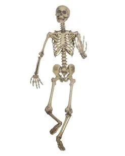 Lebensgroßes Skelett Biegsam