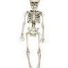 Hängefigur Mini Skelett 40cm 1 Hängefigur Mini Skelett 40cm -Karneval Universe Geschaft mini skelett torso haengefigur 40cm plastic skeleton halloween decoration halloween partyzubehoer 35972