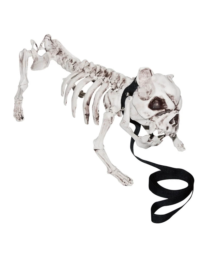Skelettierter Hund 3 Skelettierter Hund